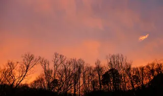 高清唯美天空树林