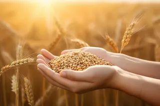 秋天丰收季手捧着粮食摄影图