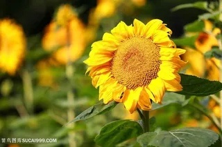 高清唯美的向日葵