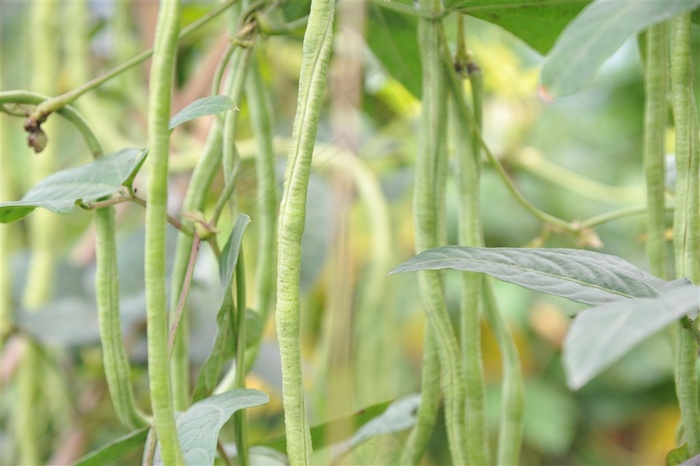 天然绿色架豆角