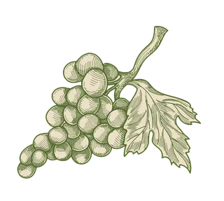葡萄藤枝叶与葡萄串免抠素材