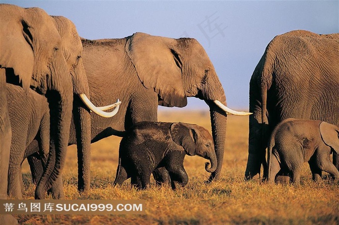 草原上的高清大象群