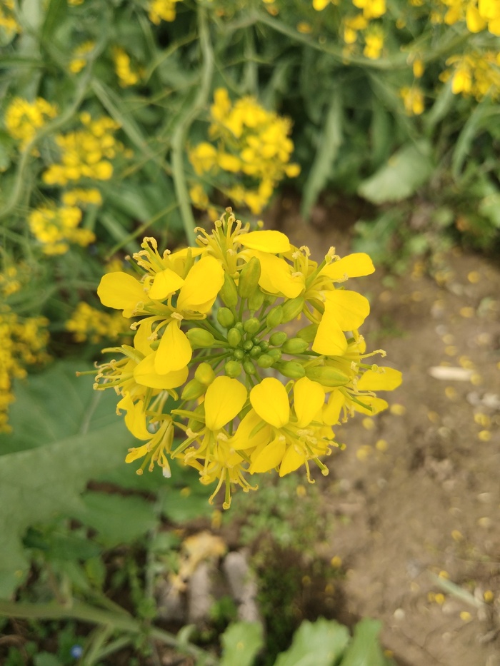 油菜花 黄花 花花 油菜地 油菜田