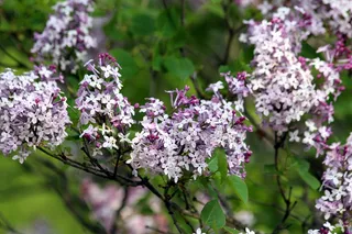 丁香花植物花朵图片