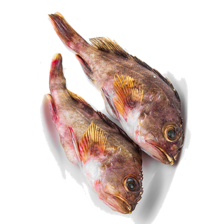 石斑鱼海鲜超市商品红酒白底图免抠实物摄影png格式图片透明底