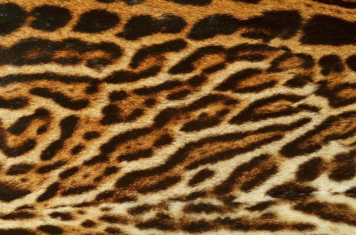 老虎毛笔纹理背景大图