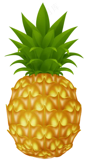 PNG 菠萝  