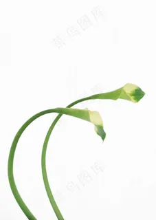 万千花卉 813 万千花卉 813