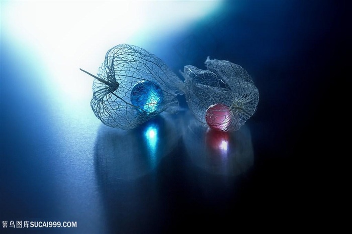 唯美彩珠艺术树叶鲜花图片