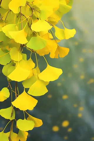 秋叶黄色树枝虚化背景