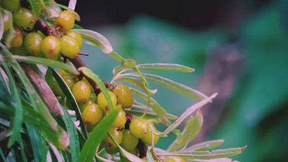 浆果, 植物, 自然, 花园, 绿色, 夏天, 春天, 草