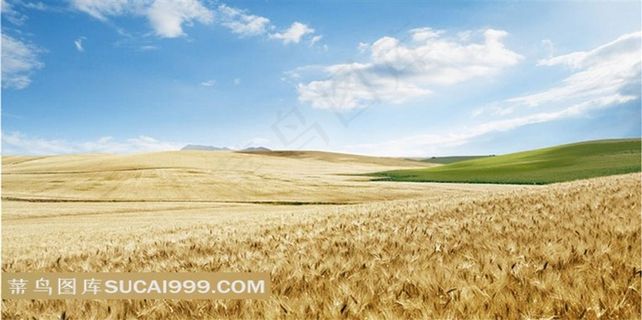 金秋麦田庄稼地景色摄影图片