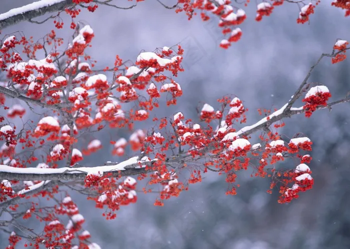 冰天雪地 491
