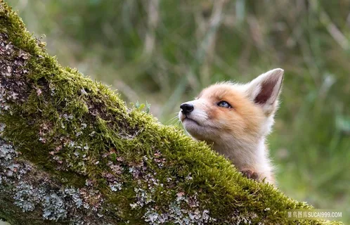 攀爬的狐狸图片