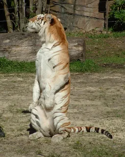 老虎动物园百兽之王虎王野生老虎动物