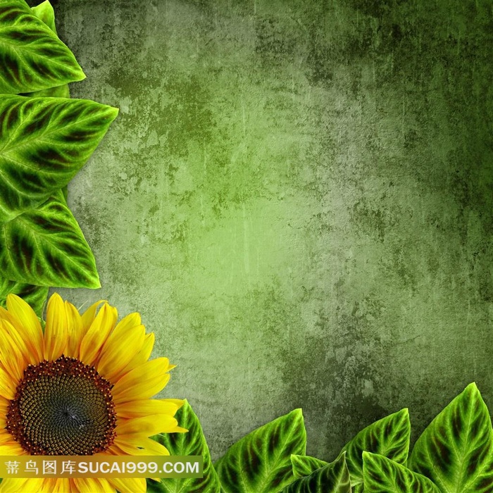 向日葵与绿叶图片