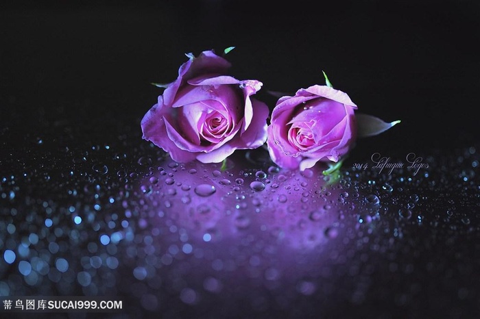 唯美粉紫玫瑰花鲜花图片