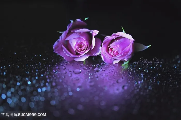 唯美粉紫玫瑰花鲜花图片