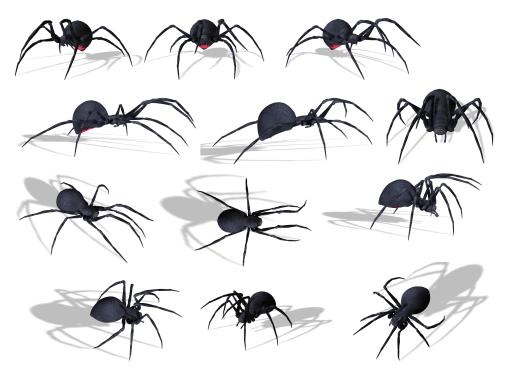 蜘蛛PNG图像免抠