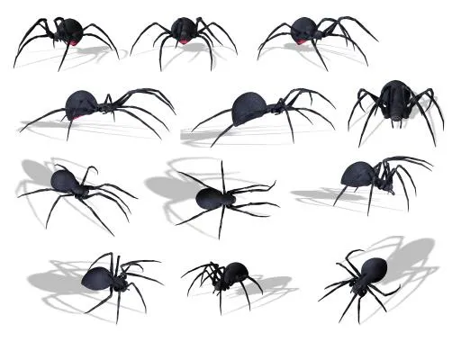 蜘蛛PNG图像免抠(3046x2266)