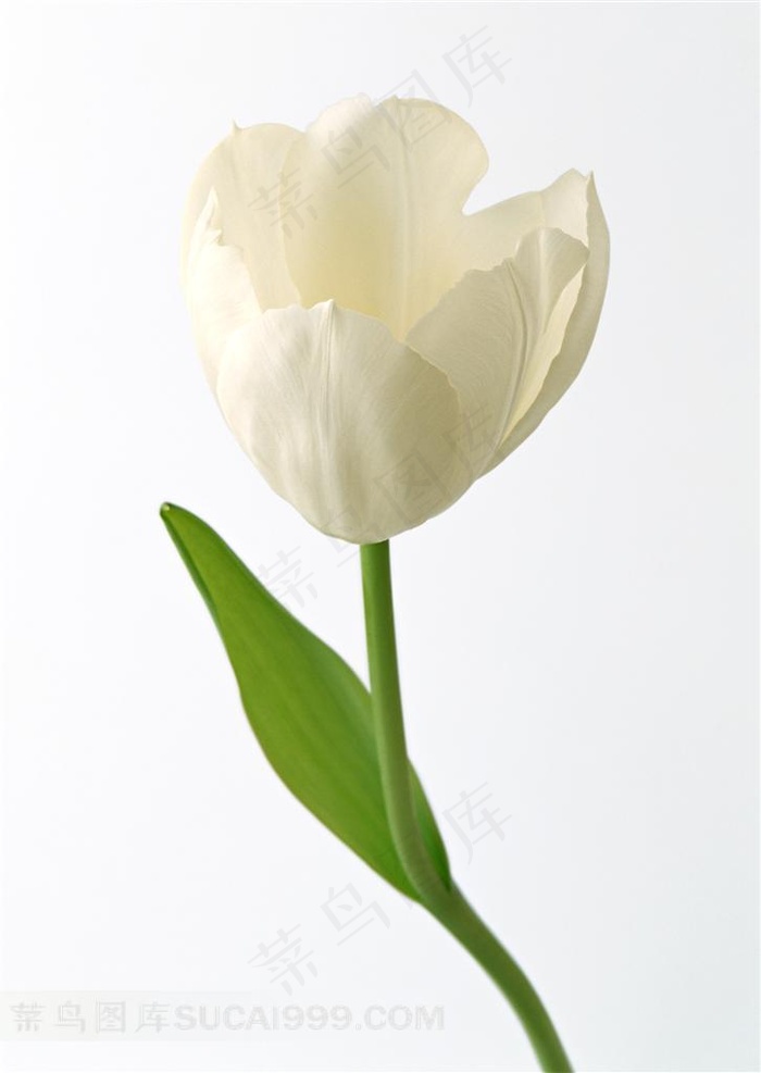 带叶子的白色郁金香白色背景