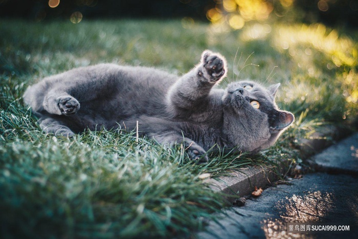 草地上的蓝猫图片