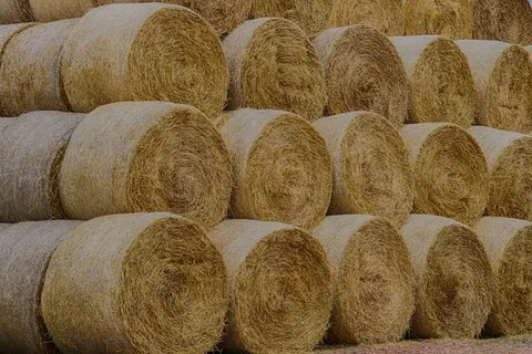 整齐叠放稻草包图片