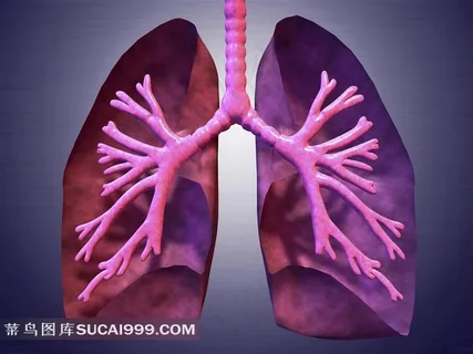 人体器官高清下载