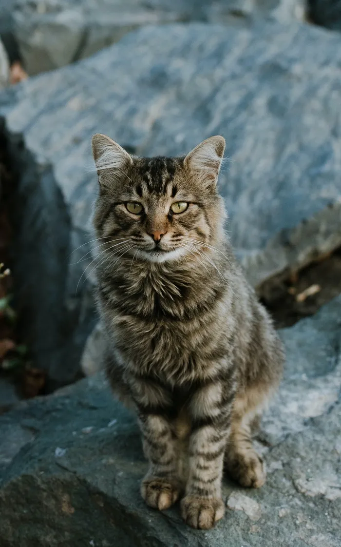 可爱猫咪猫猫摄影素材