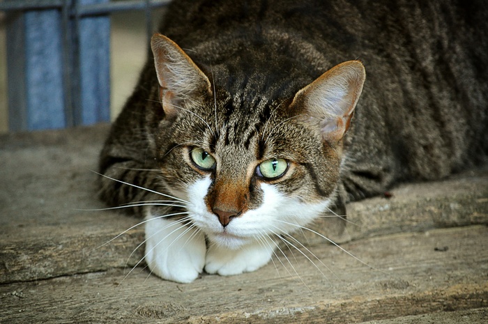 可爱猫猫图片