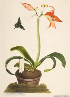 唯美水彩花卉花盆插画 唯美水彩花卉花盆插画