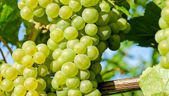 果园里的有机葡萄