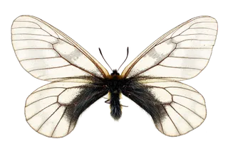 蝴蝶 彩蝶 花蝴蝶 动物 昆虫 免抠