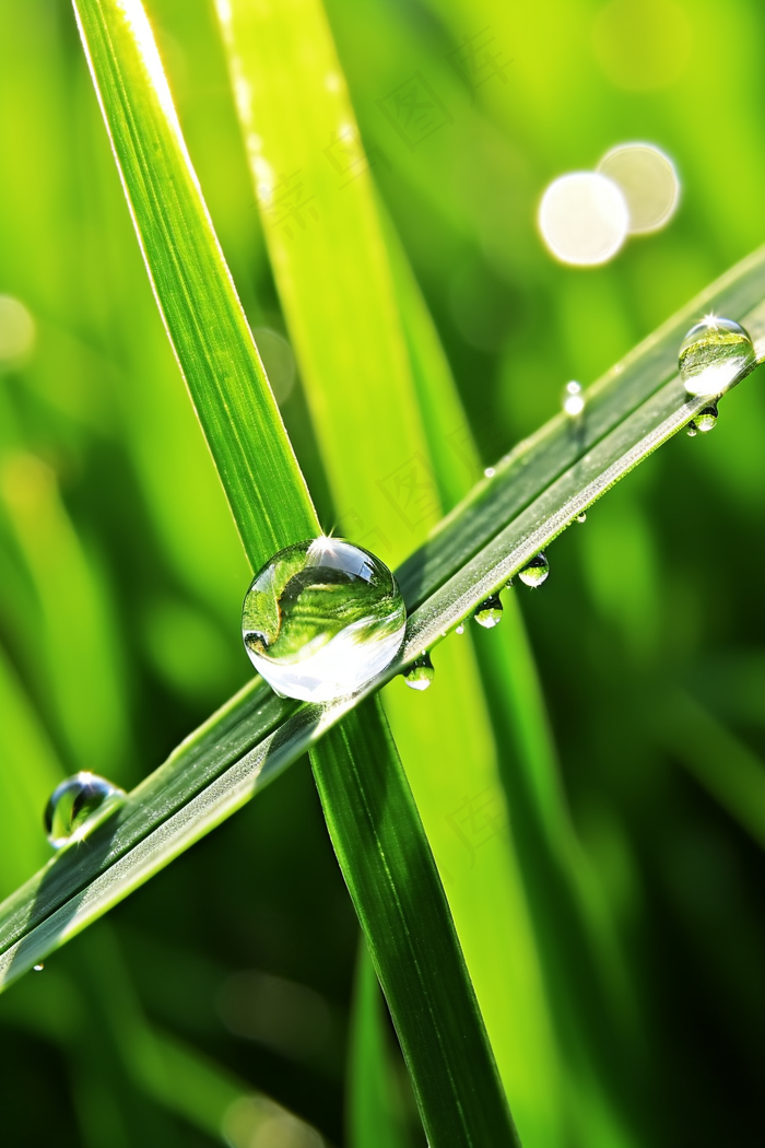 雨天小草上的水珠嫩叶摄影图(2688x4032)
