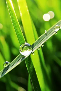 雨天小草上的水珠嫩叶摄影图