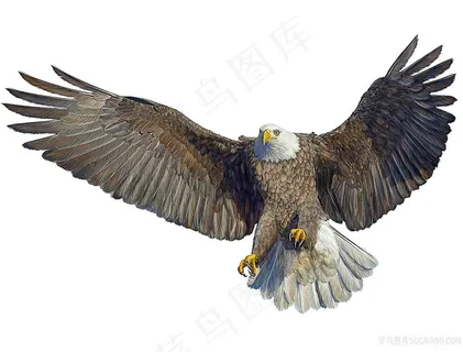 白头鹰摄影图片野生动物 白头鹰摄影图片野生动物