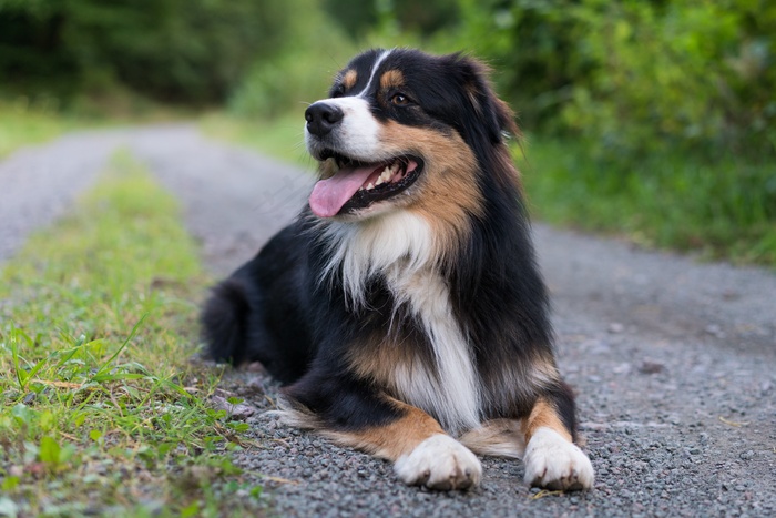 黑色澳大利亚牧羊犬图片