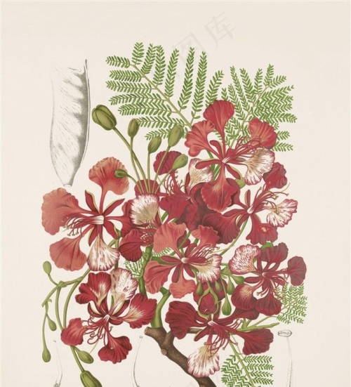 手绘插画植物图片