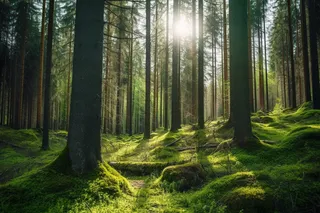 阳光透过森林里的间隙露出来的光晕光影摄影图