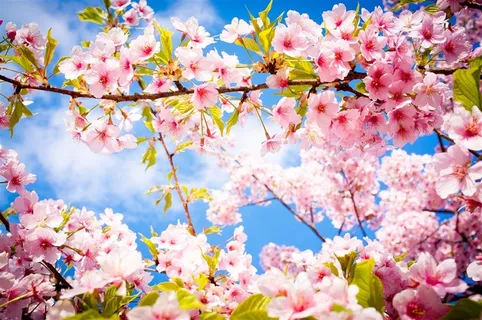 唯美梦幻樱花图片 唯美梦幻樱花图片
