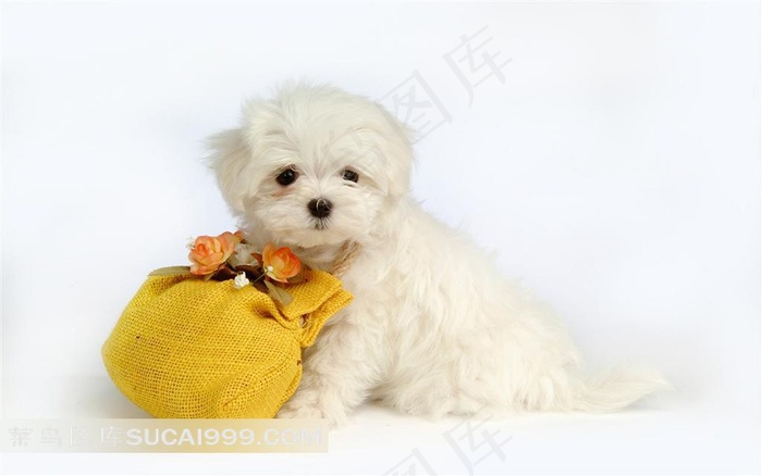 白色小狗与黄色包包素材