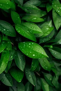 绿叶树枝雨滴图 绿叶树枝雨滴图