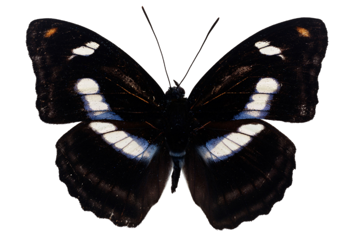 蝴蝶 彩蝶 花蝴蝶 动物 昆虫 免抠 (25)