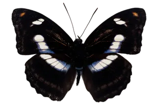 蝴蝶 彩蝶 花蝴蝶 动物 昆虫 免抠 (25)