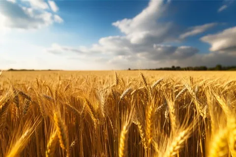 蓝天白云阳光灿烂的金色麦田