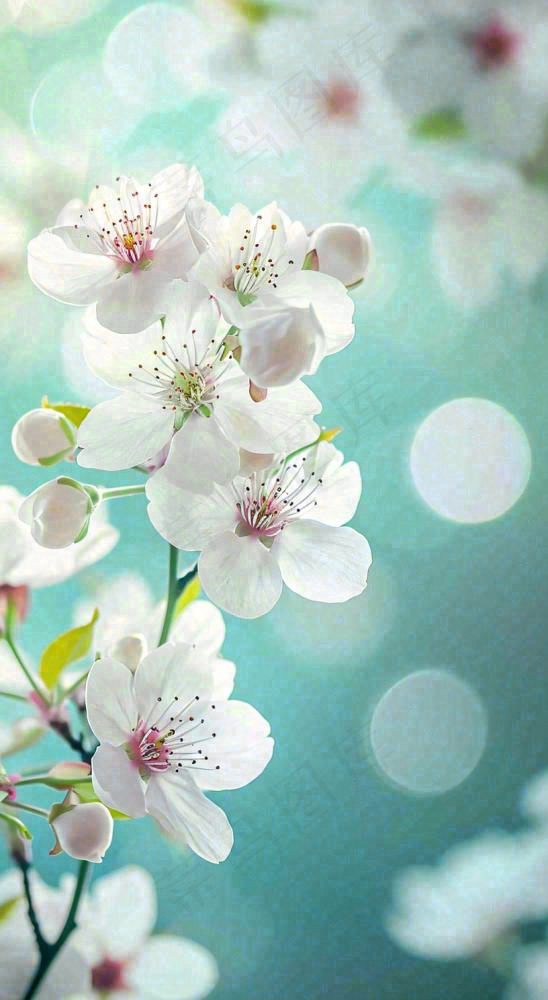 春天开满枝头的白色樱花花朵立春惊蛰春分摄影图(816x1488)