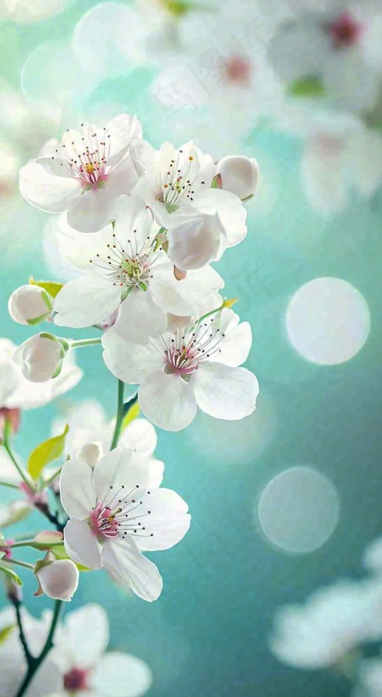 春天开满枝头的白色樱花花朵立春惊蛰春分摄影图(816x1488)