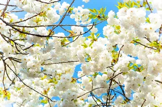 樱花树白色樱花摄影图片