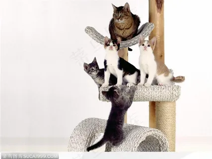 木架子上的猫群 木架子上的猫群