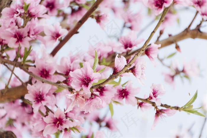 春季春天桃花鲜花卉高清图片